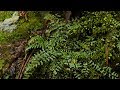 山野草・シダ編#21　カミガモシダ