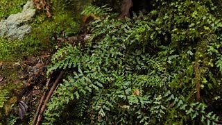 山野草・シダ編#21　カミガモシダ