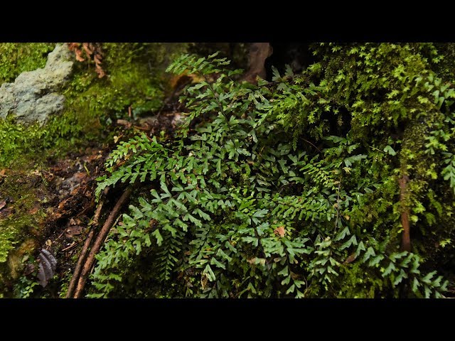 山野草・シダ編#21 カミガモシダ - YouTube