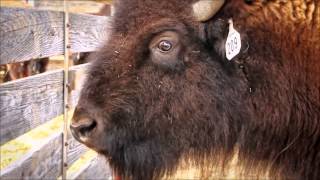 Bison At The National Western Stock Show