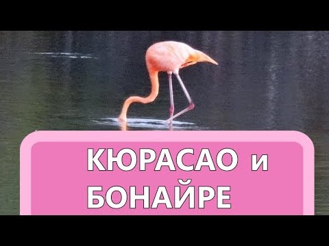 Видео: Най-добрите неща за правене в Кюрасао