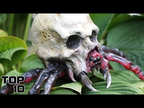 Top 10 Venomous Bites That Will Make You Hallucinate Your Worst Nightmares