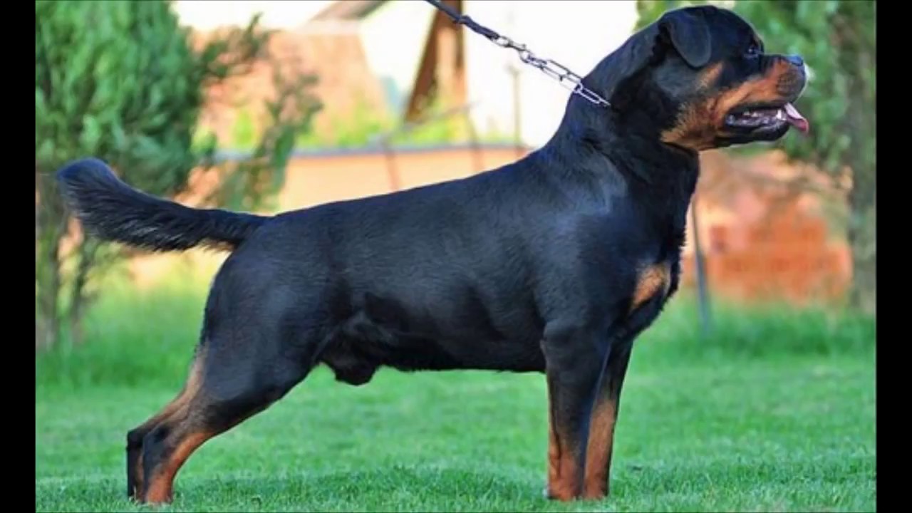 best rottweiler