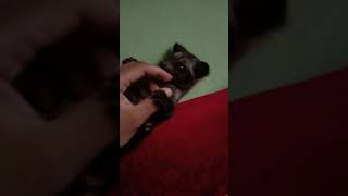 Musang pandan kyubi anime boruto nekopoi.mp4