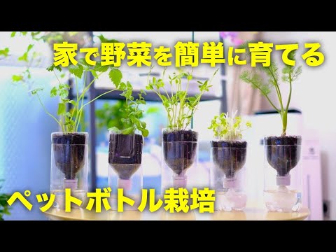 再生野菜 ペットボトルで野菜を育てる方法と底面給水式栽培容器の作り方 リボベジ Youtube