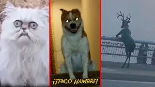 8 Animales En Modo Creepy 🐶