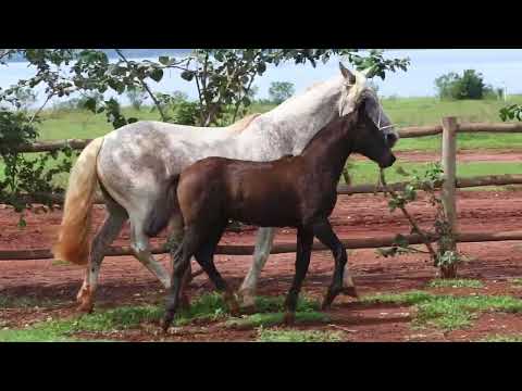 LOTE 24 - SANTA CAROLINA KIRA