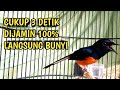 SIULAN PLUS KRETEKAN DAHSYAT MURAI BATU MEMANCING EMOSI !! 100% AMPUH