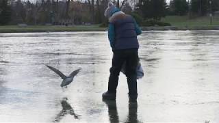 Rescue an injured juvenile red-throated loon