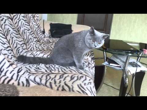 Вопрос: Стерилизованная кошка и некастрированный кот, как им ужиться в квартире?