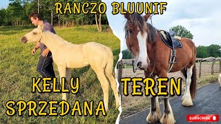 KELLY SPRZEDANA / PIERWSZY TEREN Z GALOPEM NA CLYDESDALE! JAK ODCZUCIA?