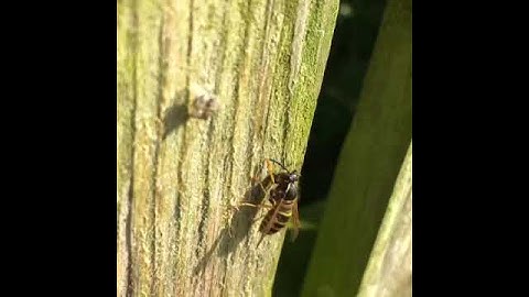 Native UK Wasp - Paper Wasp