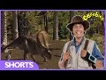 Andy&#39;s Dinosaur Adventures - Triceratops Facts - CBeebies