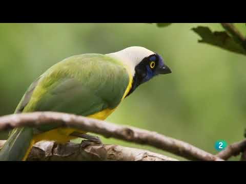 Video: Tesoro De Aves