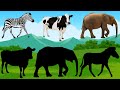 CUTE ANIMALS Zebra, Bison, Cow, Elephant 얼룩말, 들소, 암소, 코끼리 #27