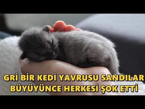 Video: Gri Bir Kedi Nasıl Adlandırılır