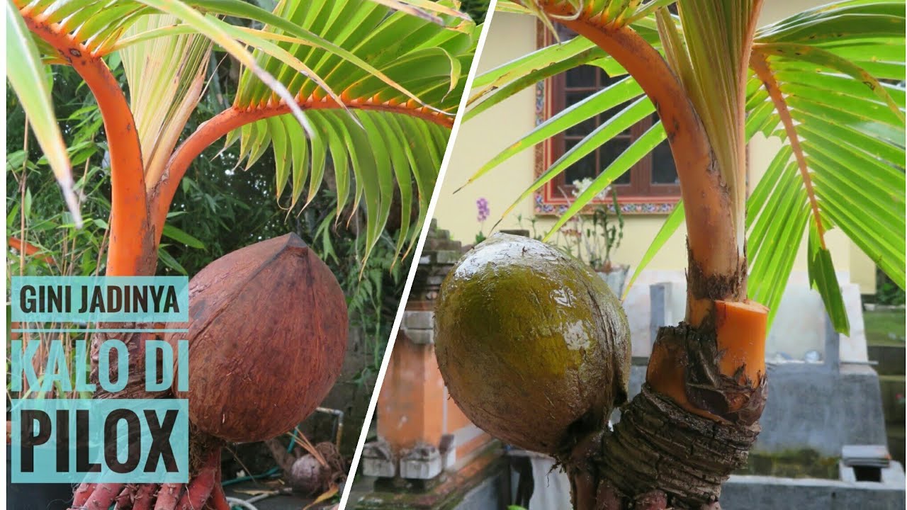  Bonsai  kelapa  GADING  BEGINI JADINYA SETELAH DI CAT YouTube