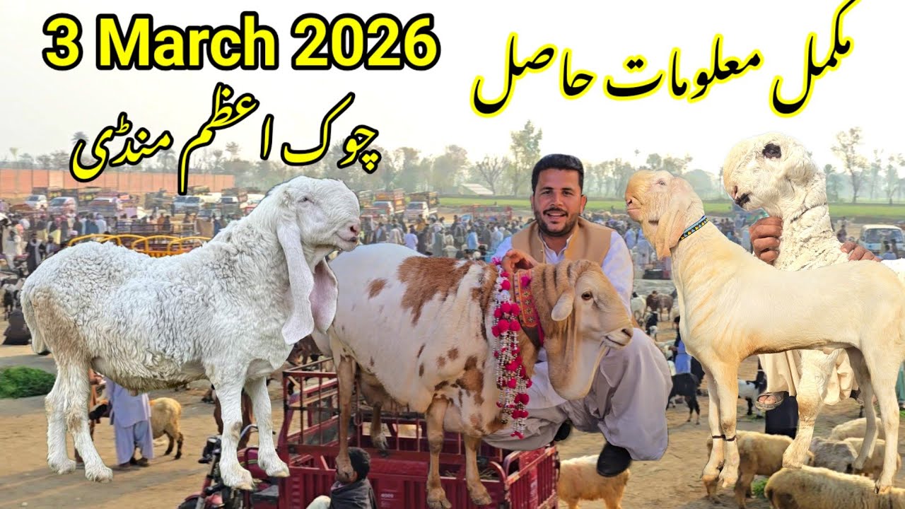 Рынок Чаук Азам, Пакистан, 2026 🥵🥹🔥 Комментируйте дешевые или дорогие видео. Вилог — это козы.