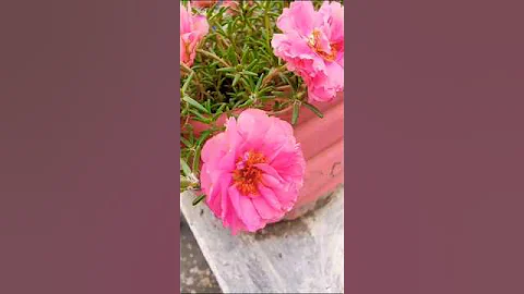 3 essential tips for growing beautiful Portulaca #flowers #portulaca #shorts #satisfying #gardening