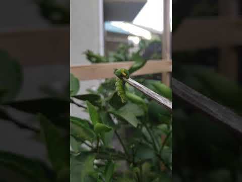 リアルキャタピー可愛い 幼虫注意 Youtube