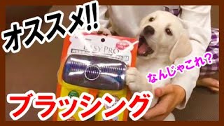 簡単クッションスリッカーブラシ(ドギーマン) ラブラドールレトリバー 大型犬