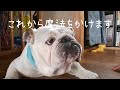 魔法にかかるブルドッグbulldog八十助(^3^)/～☆