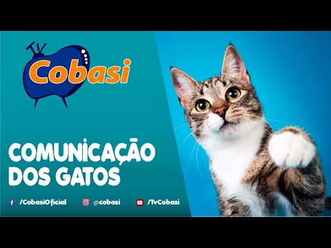 Comunicação dos gatos