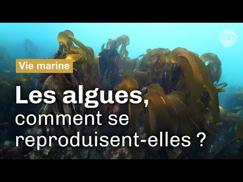 Vidéo: Comment les algues se reproduisent-elles ? Types de reproduction des algues