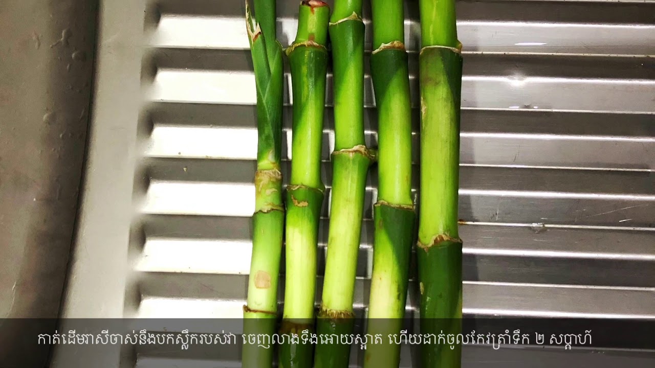 How to grow lucky bamboo plant by water 🌱 របៀបដាំដើម រាសី YouTube