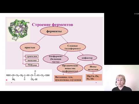 Биохимия 2. Ферменты