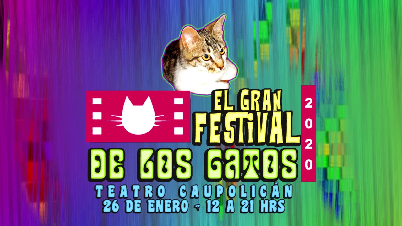 Bienvenidos al Gran Festival de los Gatos! YouTube
