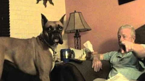 Funny Dog Video:)