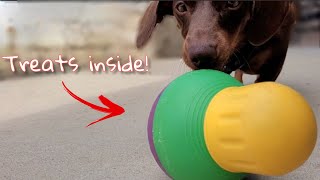 Smart mini dachshund plays with 'Bobalot' toy