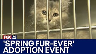 Chicago Animal Care and Control to host 'Spring Fur-Ever' adoption event
