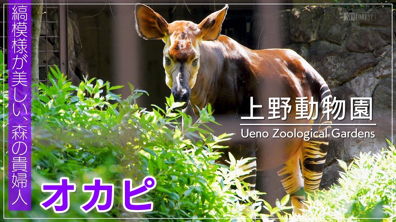 オカピ 上野 動物園