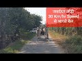 ज़बर्दस्त बैल की जोड़ी | 30 km/hr Speed से भागते हुए | चौधरी दीपक पूनिया | ग्राम- Pabarsa , मेरठ |