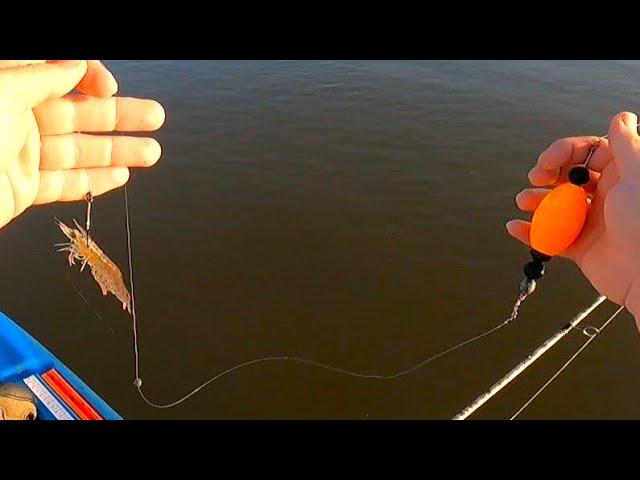 Catching Fish on EVERY Cast Using LIVE Shrimp Under a Popping Cork