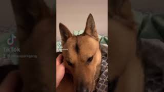 Kiss Your Dog On The Head Challenge shorts