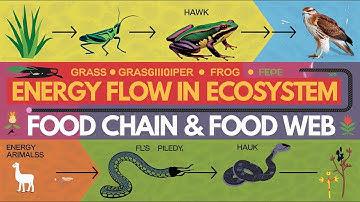 Energy Flow in Ecosystem | Food Chain & Food Web Explained for UPSC Ecology
