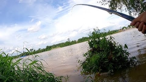 Bãi câu sông Đồng nai này vừa câu máy vừa câu tay luôn ae