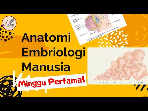 Anatomi Embriologi Manusia : Perkembangan Minggu Pertama