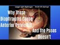 Why The Psoas Does Not Cause Anterior Pelvic Tilt