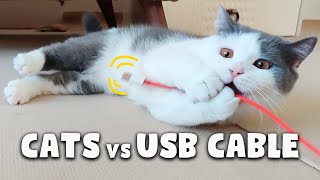 Cats vs USB Cable | Kittiopia by Kittiopia 848 views 3 years ago 2 minutes, 35 seconds