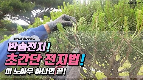 반송전지! 초간단 전지법.. 이 노하우 하나면 끝 / Beautiful pruning of pine trees 042!