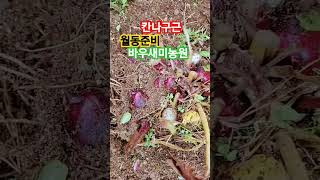 #칸나#구근캐기#바우새미농원#월동준비#정원가꾸기