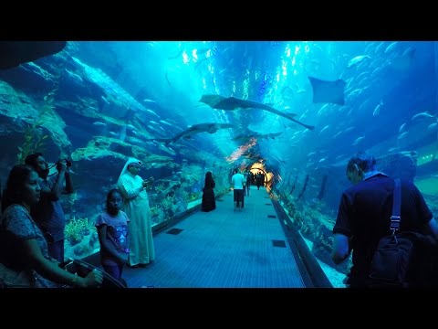 Dubai Aquarium & Underwater Zoo, Akwarium w Dubaju [oglądajcie w HD]