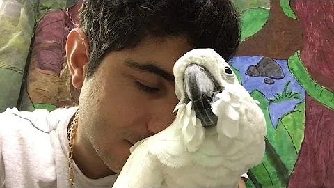 My second Joseph"Carlton"-...  Cockatoo"
