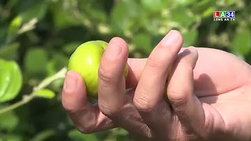 Long An có hơn 100 tổ hợp tác nông nghiệp được thành lập trong 6 tháng đầu năm | LONG AN TV