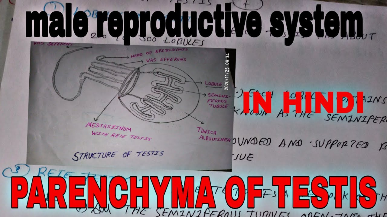 male Reproductive System In Hindi Parenchyma Of Testis Anatomy male-reproductive-system-in-hindi-parenchyma-of-testis-anatomy
