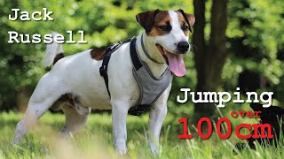 Jack Russell Terrier  Jump over 100cm  /J4Y/